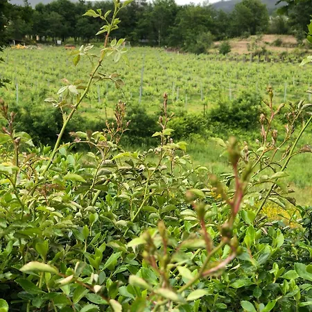 The Assento Elegance And Nature *