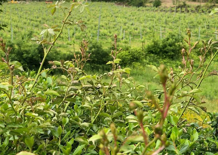 The Assento Elegance And Nature *